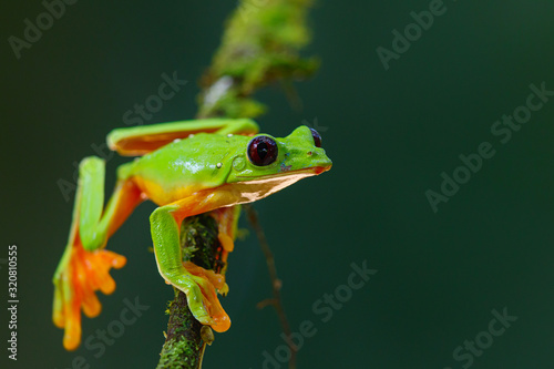 The gliding tree frog (Agalychnis spurrelli) sitting on a branch near Sarapiqui in Costa Rica.