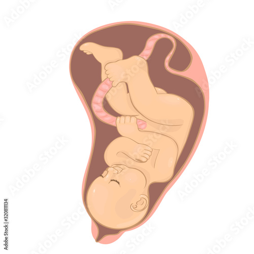 Baby in the womb Isolated on a white background. Vector graphics.