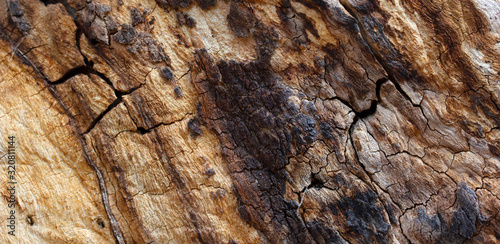 Bark of a Walnut Tree. Nature Background.