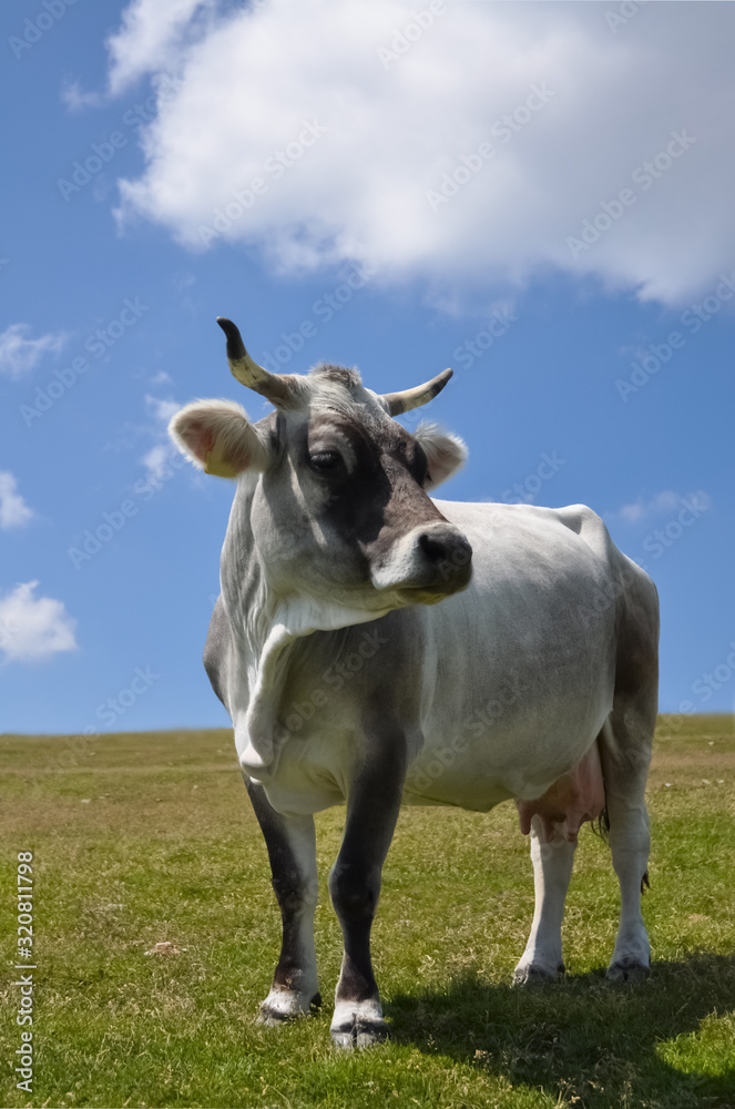 Kuh Berge Alm Wiese Hörner Südtirol Meran Italien Dolomiten natürlich Bio gesund Sommer Bauer Landwirtschaft Nahrung Molkerei Produkte Blick Fell Gras