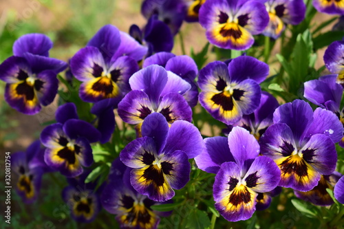 bee on flower