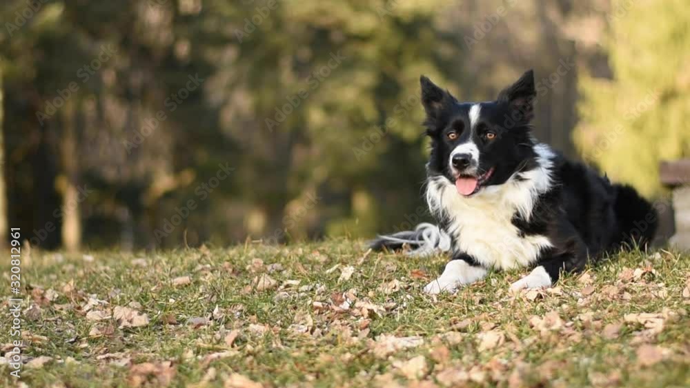 A hilarious border collie puppy moves his head looking at the lens, as if he is realizing he has been shot. A hilarious border collie puppy moves his head looking at the lens, as if he is realizing he has been shot.