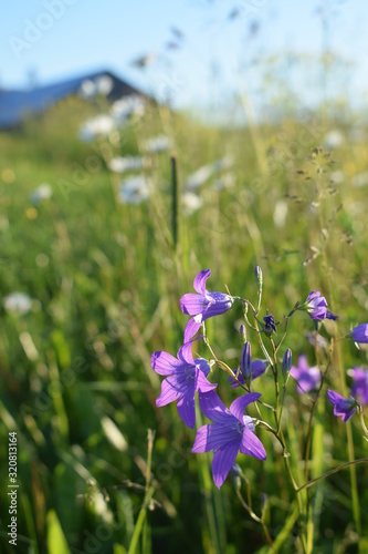 blue flowers in field
