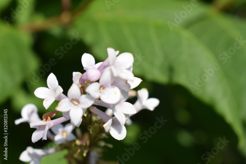 flowers in garden