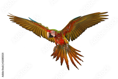 Macaw parrot flying isolated on white.
