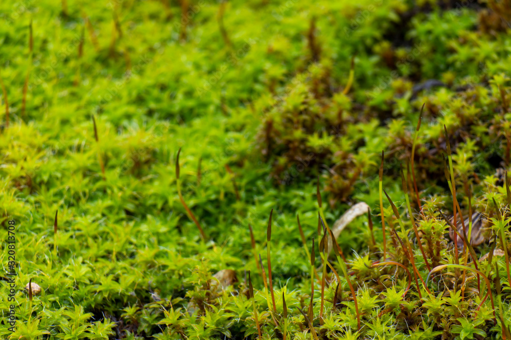 Bright green moss, macro photo, selective focus Bright green moss, macro photo, selective focus