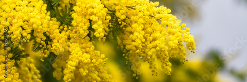 Yellow mimosa in spring, blossom flowers photo