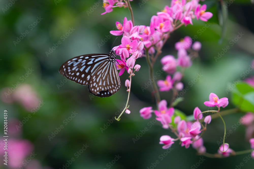 Tirumala septentrionis, the dark blue tiger butterfly Tirumala septentrionis, the dark blue tiger butterfly