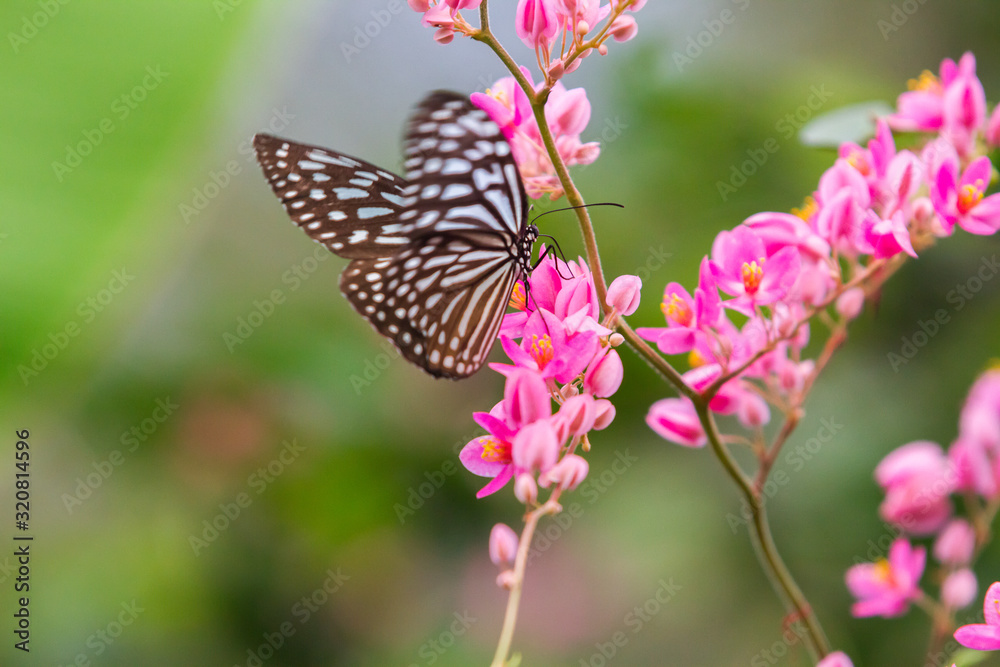 Tirumala septentrionis, the dark blue tiger butterfly Tirumala septentrionis, the dark blue tiger butterfly