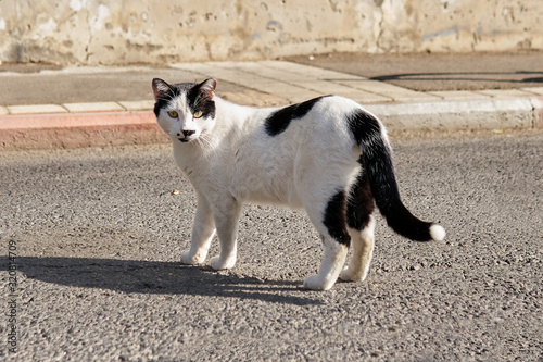 Black and white cat standing on the road in Israel