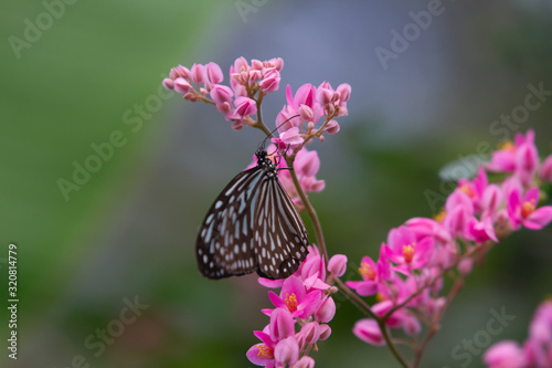 Tirumala septentrionis, the dark blue tiger butterfly photo