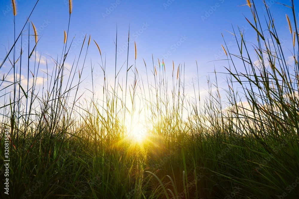 Beautiful green grass during sunset scenery for wallpaper