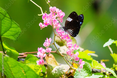 Tirumala septentrionis, the dark blue tiger butterfly photo