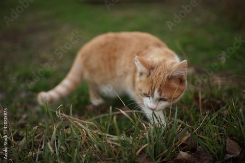 Ginger kitten eats fresh grass in the garden.