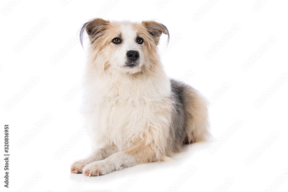 Cute dog lying on white background