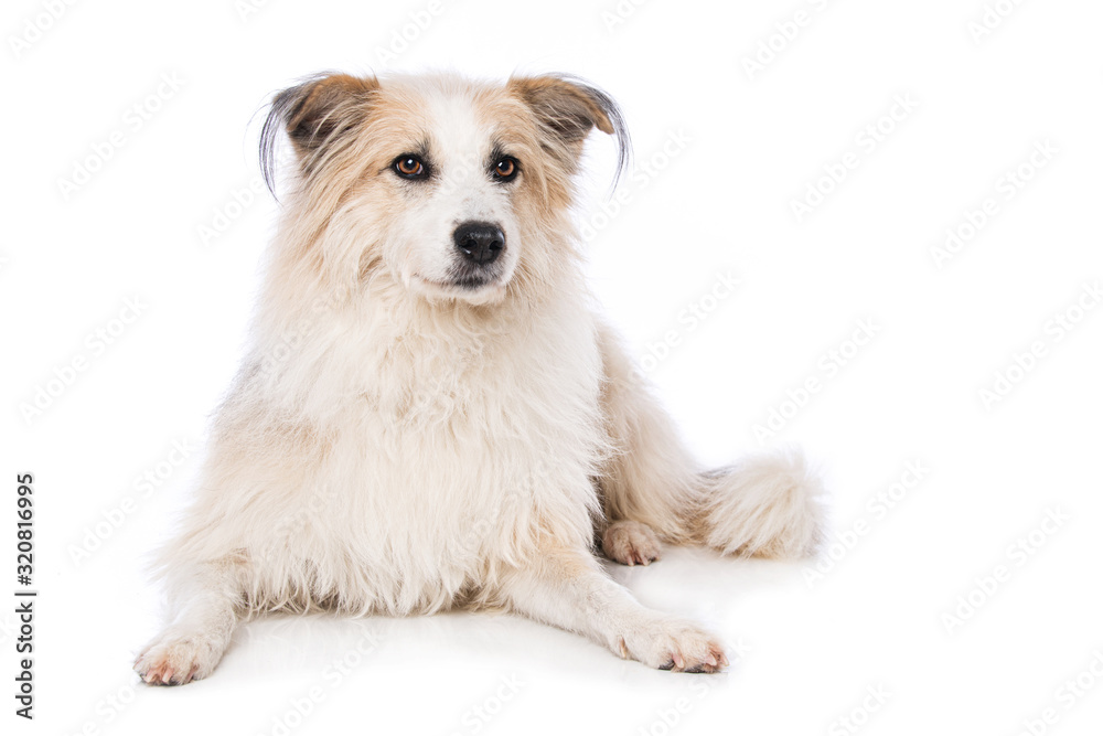 Obraz premium Cute dog lying on white background