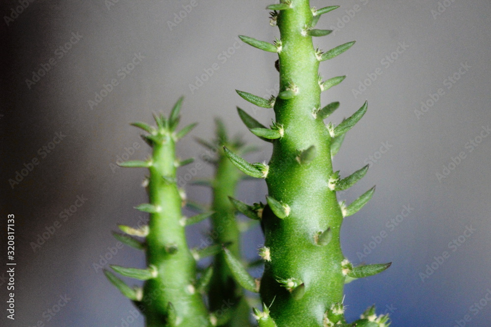 Naklejka premium Pianta grassa