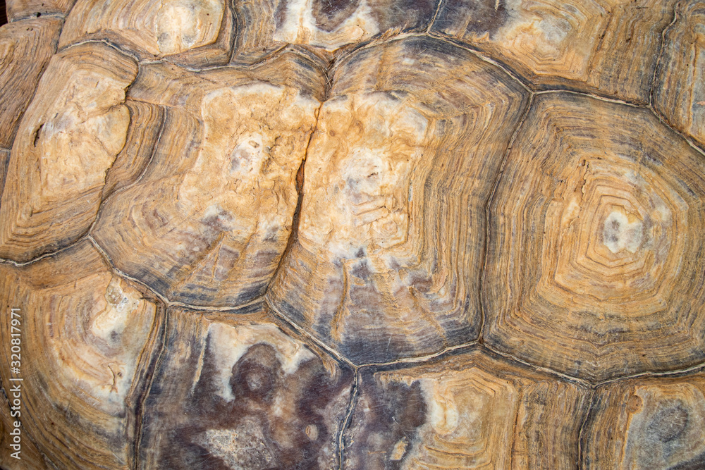 Closed-up shell of african spurred tortoise Closed-up shell of african spurred tortoise