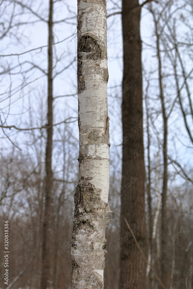 Paper Birch, also known as White Birch (Betula papyrifera) tree bark in winter