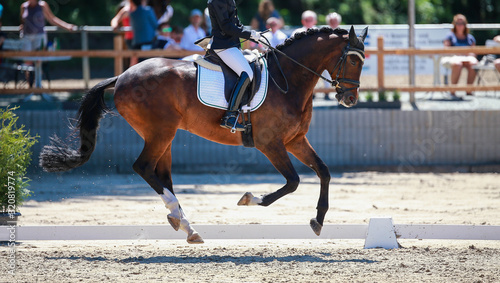 Dressage horse at a tournament in the limbo phase.