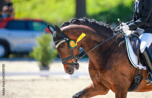 Dressage horse at a tournament with a gold ribbon after winning the lap of honor in close-up..