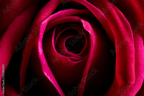 Red rose flower close-up on a black background. Floral design.