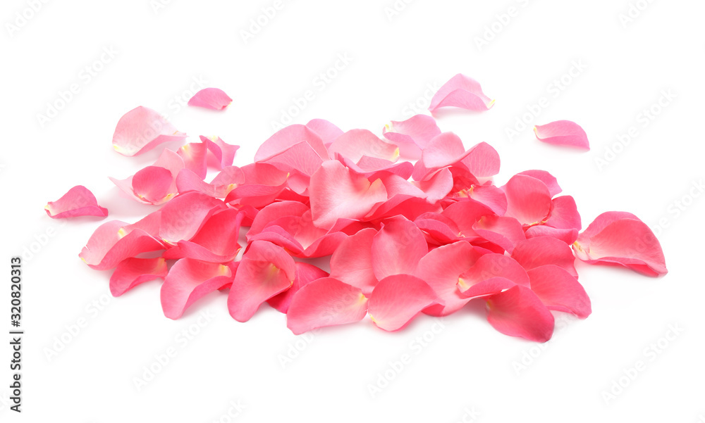 Fototapeta premium Pile of fresh pink rose petals on white background