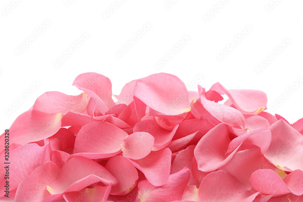 Pile of fresh pink rose petals on white background, top view Pile of fresh pink rose petals on white background, top view