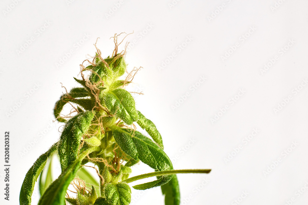 Marijuana flower close-up macro on a white background. Marijuana flower close-up macro on a white background.