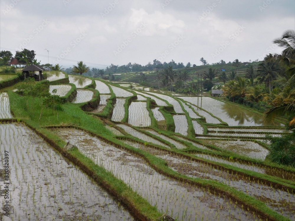 Jatiluwih rice terraces in Bali with stormy skies