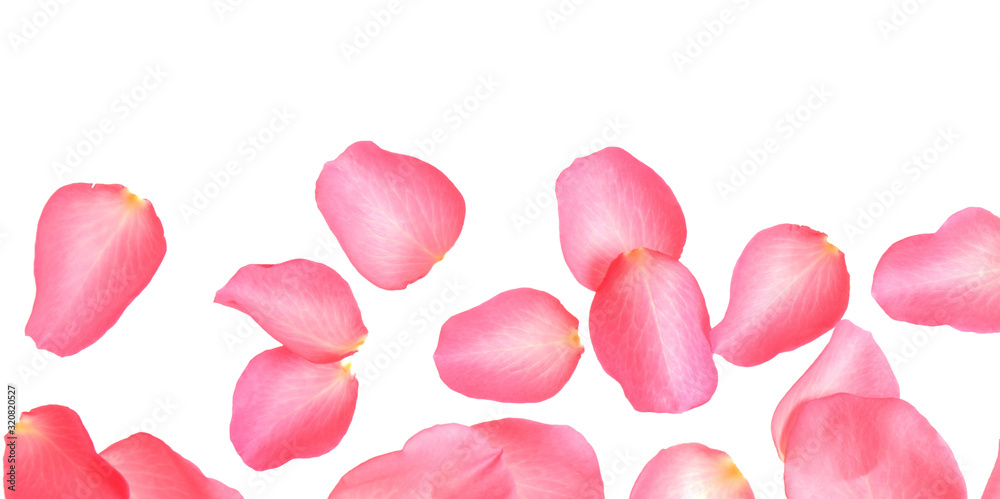Fresh pink rose petals on white background, top view Fresh pink rose petals on white background, top view