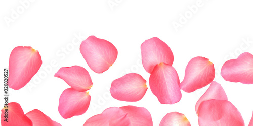 Fresh pink rose petals on white background, top view