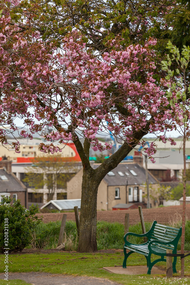 MONTROSE SCOTLAND - 2015 MAY 13. Beautiful tree with pink flowers beside the bench in  the park.