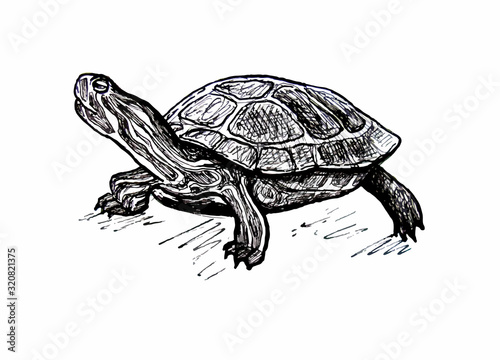 Turtle. Pond slider. Line drawing