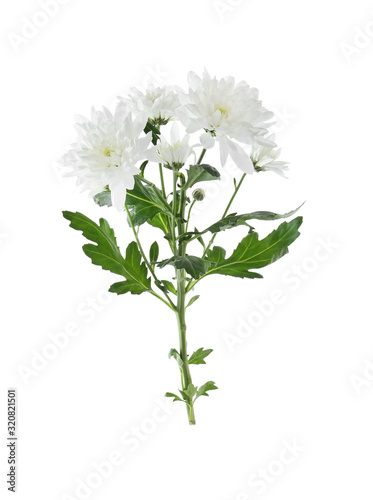 Beautiful tender chrysanthemum flowers isolated on white © New Africa