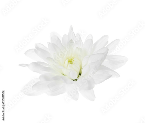 Beautiful tender chrysanthemum flower isolated on white