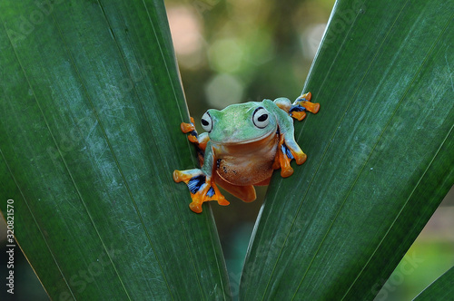 Frog, Frogs, flying frog, tree frog,