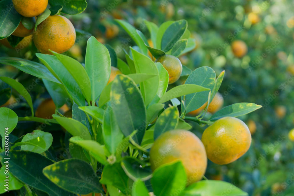 green tangerine tree with fruits