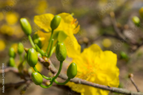 yellow flowers on a sunny day