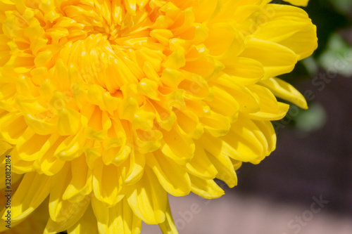 blooming bright yellow chrysanthemums close-up