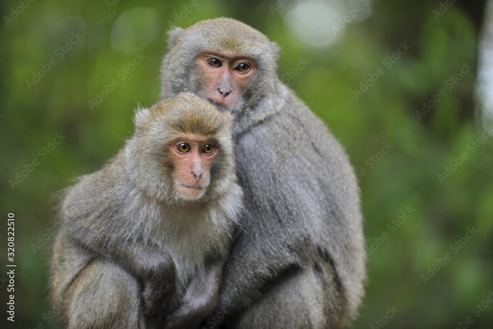 Close up of Taiwanese macaque