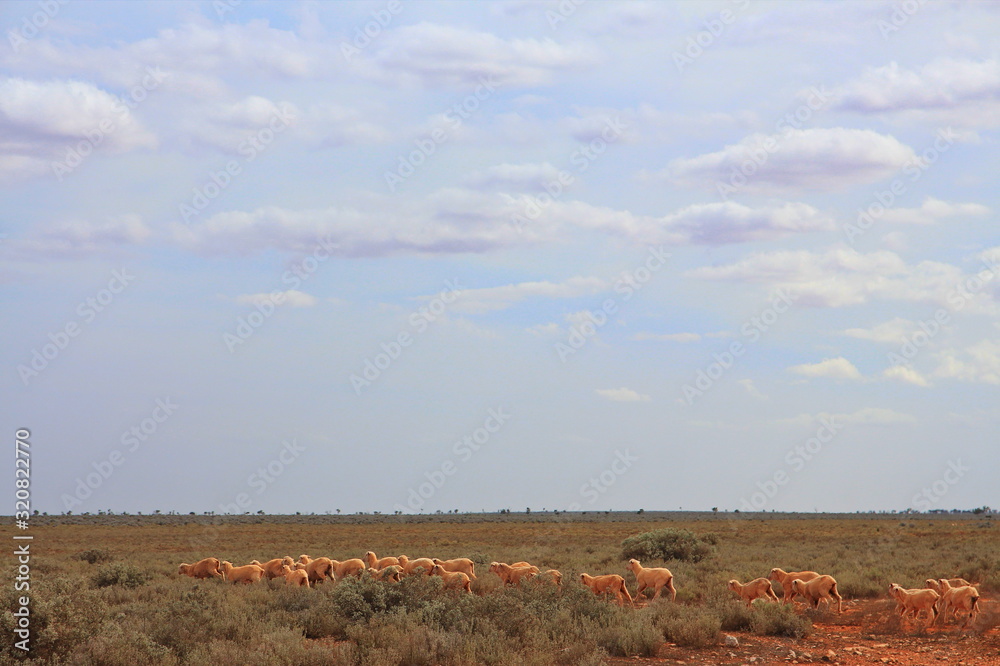 Herd of sheep in Australian outback