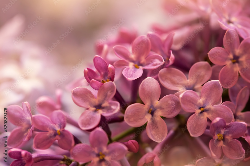 tender pink lilac flowers, macro shot, suitable for floral background tender pink lilac flowers, macro shot, suitable for floral background