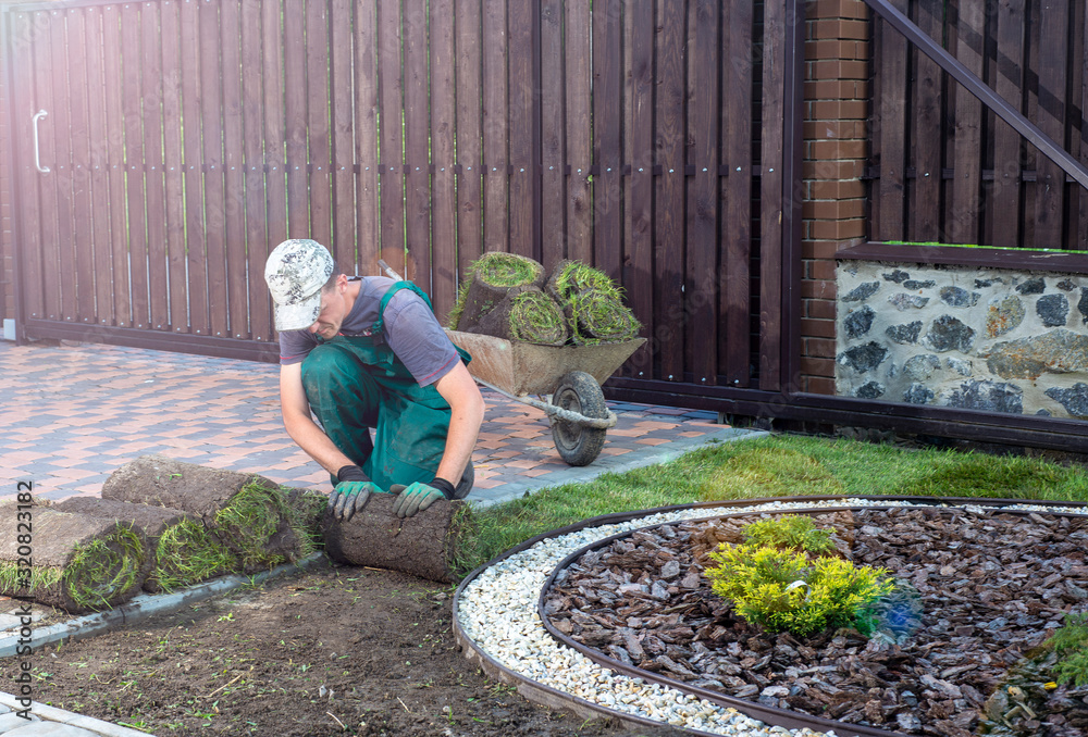 Man laying grass turf rolls for new garden lawn Man laying grass turf rolls for new garden lawn