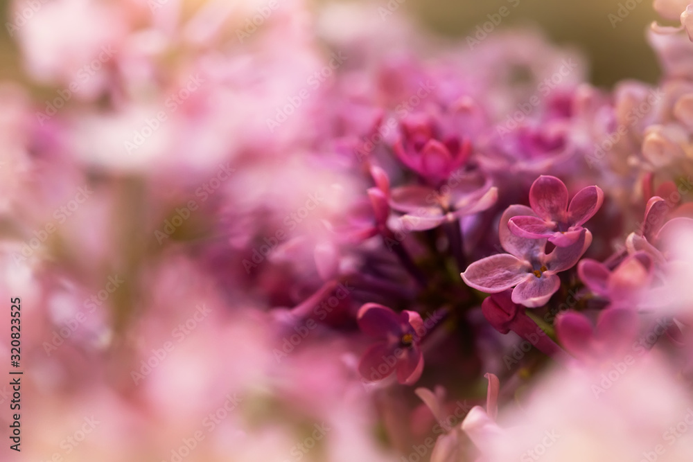 macro shot of beautiful lilac flowers, suitable for floral background macro shot of beautiful lilac flowers, suitable for floral background