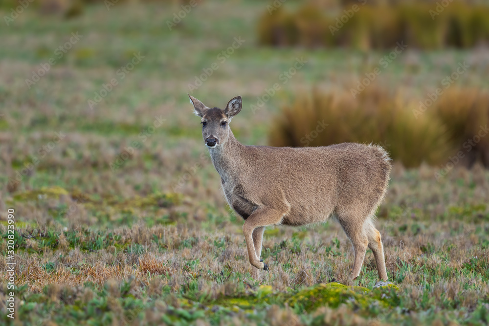 White-tailed Deer - Odocoileus virginianus, common wild ungulate from Andean mountains, Antisana, Ecuador. White-tailed Deer - Odocoileus virginianus, common wild ungulate from Andean mountains, Antisana, Ecuador.