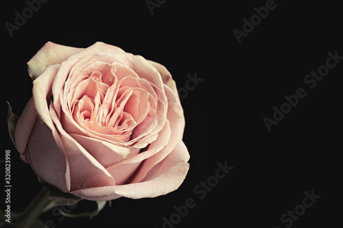 Fototapeta Naklejka Na Ścianę i Meble -  Beautiful rose on black background, space for text. Floral card design with dark vintage effect