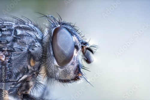 fly eye closeup