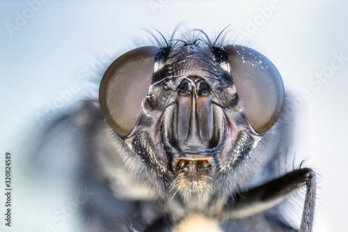 fly eye closeup