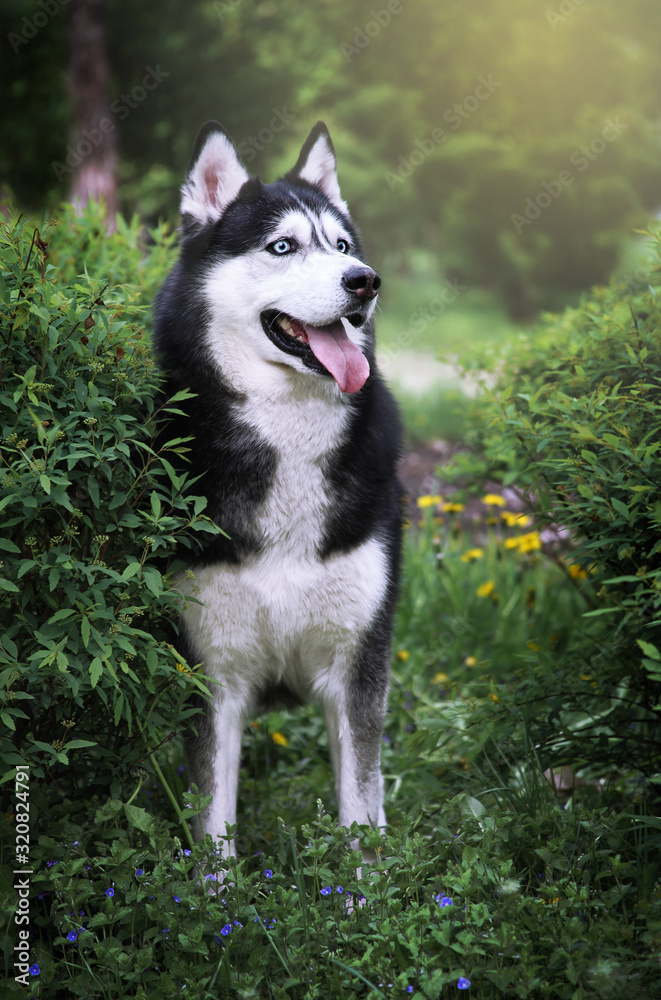Blue eyed black and white siberian husky in a garden. Cute dog portrait. Off leash walk. Blue eyed black and white siberian husky in a garden. Cute dog portrait. Off leash walk.